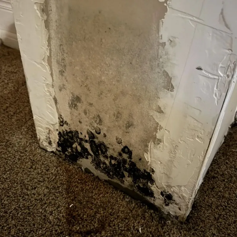 Professional Mold Removal in Shadyside, OH